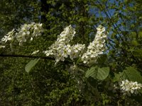Prunus padus 6, Gewone vogelkers, Saxifraga-Marijke Verhagen