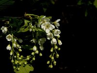 Prunus padus 8, Gewone vogelkers, Saxifraga-Jan van der Straaten