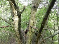 Prunus serotina 12, Amerikaanse vogelkers, Saxifraga-Rutger Barendse