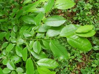 Prunus serotina 19, Amerikaanse vogelkers, Saxifraga-Rutger Barendse