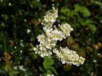 Prunus serotina 2, Amerikaanse vogelkers, Saxifraga-Hans Dekker