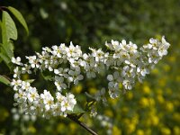 Flowers of Black Cherry (Prunus serotina)  Flowers of Black Cherry (Prunus serotina) : black cherry, prunus, prunus serotina, flower, blossom, flowering, blossoming, in flower, in blossom. flora, floral, nature, natural, white, spring, springtime, growth, petal, pistil, stamen, many, vascular, plant, shrub, outsie, outdoors, nobody, no people
