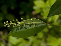 Prunus serotina 28, Amerikaanse vogelkers, Saxifraga-Jan van der Straaten