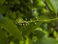 Prunus serotina 29, Amerikaanse vogelkers, Saxifraga-Jan van der Straaten