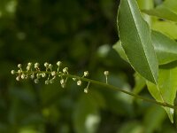 Prunus serotina 30, Amerikaanse vogelkers, Saxifraga-Jan van der Straaten