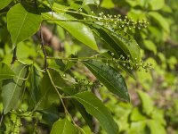 Prunus serotina 31, Amerikaanse vogelkers, Saxifraga-Jan van der Straaten