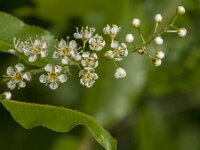 Prunus serotina 32, Amerikaanse vogelkers, Saxifraga-Jan van der Straaten
