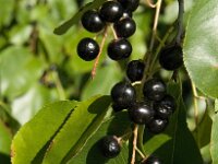 Prunus serotina 9, Amerikaanse vogelkers, Saxifraga-Jan van der Straaten