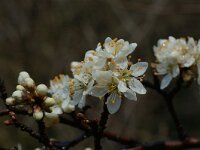 Prunus spinosa 10, Sleedoorn, Saxifraga-Willem van Kruijsbergen