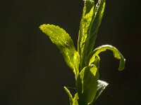 Prunus spinosa 100, Sleedoorn, Saxifraga-Jan van der Straaten