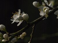 Prunus spinosa 101, Sleedoorn, Saxifraga-Jan van der Straaten