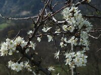 Prunus spinosa 11, Sleedoorn, Saxifraga-Marijke Verhagen