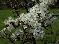 Prunus spinosa 15, Sleedoorn, Saxifraga-Marijke Verhagen
