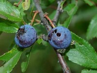Prunus spinosa 16, Sleedoorn, Saxifraga-Jan van der Straaten