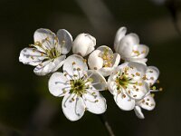 Close up sleedoorn  Close up of flowers of Blackthorn (Prunus spinosa), Hummelo, Gelderland, Netherlands : 5 five, blackthorn sloe, bush bushes, closeup, close up, color, colour, flower, flora, floral, nature natural, plant, macro, Dutch, Europe European, Holland, horizontal, Netherlands, petal stamen, Prunus spinosa, spring, white