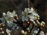 Prunus spinosa 2, Sleedoorn, Saxifraga-Willem van Kruijsbergen