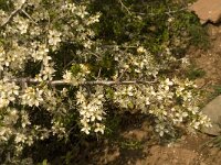Prunus spinosa 23, Sleedoorn, Saxifraga-Jan van der Straaten