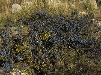 Prunus spinosa 26, Sleedoorn, Saxifraga-Jan van der Straaten
