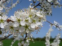 Prunus spinosa 29, Sleedoorn, Saxifraga-Mark Zekhuis