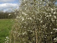 Prunus spinosa 32, Sleedoorn, Saxifraga-Jan van der Straaten