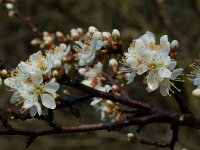 Prunus spinosa 4, Sleedoorn, Saxifraga-Willem van Kruijsbergen
