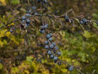 Prunus spinosa 40, Sleedoorn, Saxifraga-Willem van Kruijsbergen