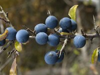 Prunus spinosa 41, Sleedoorn, Saxifraga-Willem van Kruijsbergen