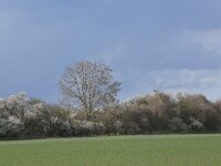 Prunus spinosa 50, Sleedoorn, Saxifraga-Hans Boll