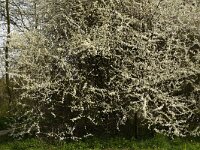 Sleedoorn bloeiend  Blackthorn (Prunus spinosa) in flower : blossoming, flora, floral, flower, flowering, flowers, nature, Prunus spinosa, Sloe, shrub, spring, springtime, vascular plant, white, blossom, natural
