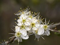 Prunus spinosa 64, Sleedoorn, Saxifraga-Roel Meijer