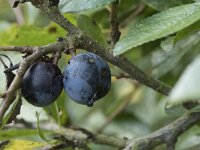 Prunus spinosa 65, Sleedoorn, Saxifraga-Willem van Kruijsbergen