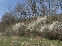 Prunus spinosa 77, Sleedoorn, Saxifraga-Willem van Kruijsbergen