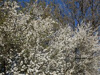 Prunus spinosa 83, Sleedoorn, Saxifraga-Ed Stikvoort