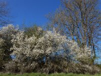 Prunus spinosa 84, Sleedoorn, Saxifraga-Ed Stikvoort