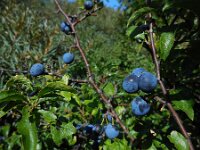 Prunus spinosa 85, Sleedoorn, Saxifraga-Ed Stikvoort