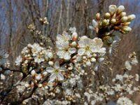 Prunus spinosa 86, Sleedoorn, Saxifraga-Ed Stikvoort