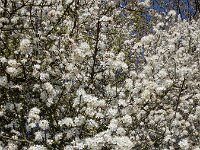 Prunus spinosa 87, Sleedoorn, Saxifraga-Ed Stikvoort