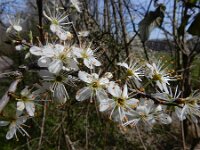 Prunus spinosa 88, Sleedoorn, Saxifraga-Ed Stikvoort