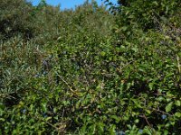 Prunus spinosa 89, Sleedoorn, Saxifraga-Ed Stikvoort