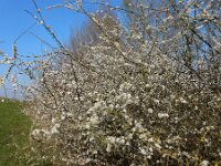 Prunus spinosa 90, Sleedoorn, Saxifraga-Ed Stikvoort