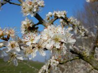 Prunus spinosa 91, Sleedoorn, Saxifraga-Ed Stikvoort