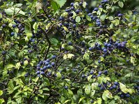 Fruits of Blackthorn or Sloe (Prunus spinosa)  Fruits of Blackthorn or Sloe (Prunus spinosa) : fruits, fruit, berry, berries, Blackthorn, Sloe, prunus, Prunus spinosa, shrub, plant, plants, botany, botanical, vascular plant, flora, floral, nature, natural, leaf, leaves, green, purple, outside, outdoor, outdoors, no people, nobody, season, summer, summertime