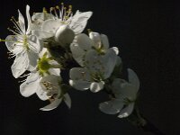 Prunus spinosa 93, Sleedoorn, Saxifraga-Jan van der Straaten