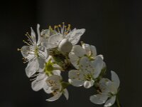 Prunus spinosa 94, Sleedoorn, Saxifraga-Jan van der Straaten