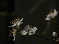 Prunus spinosa 95, Sleedoorn, Saxifraga-Jan van der Straaten