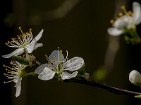 Prunus spinosa 96, Sleedoorn, Saxifraga-Jan van der Straaten