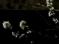 Prunus spinosa 97, Sleedoorn, Saxifraga-Jan van der Straaten