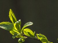 Prunus spinosa 98, Sleedoorn, Saxifraga-Jan van der Straaten