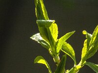 Prunus spinosa 99, Sleedoorn, Saxifraga-Jan van der Straaten