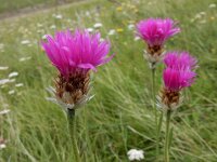 Psephellus pulcherrimus 7, Saxifraga-Ed Stikvoort
